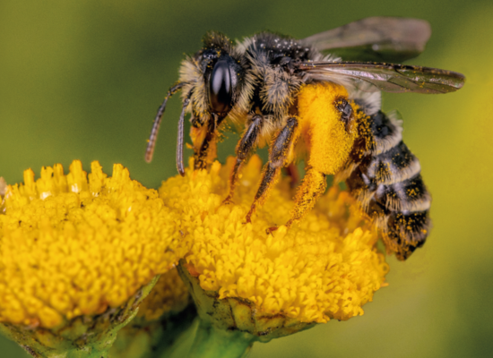 Tierquiz: Fleißige Bienchen