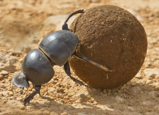 Tierquiz: Roll die Kugel, kleiner Käfer!