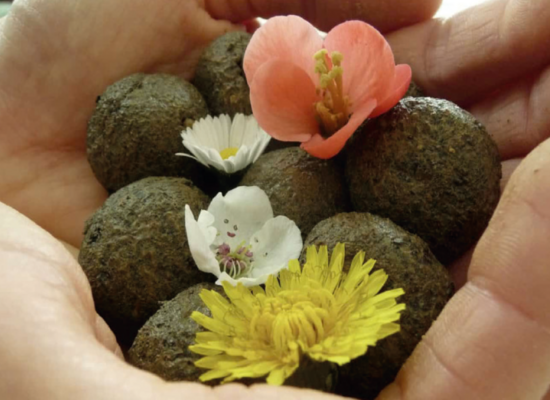 Anleitung: Samenbälle